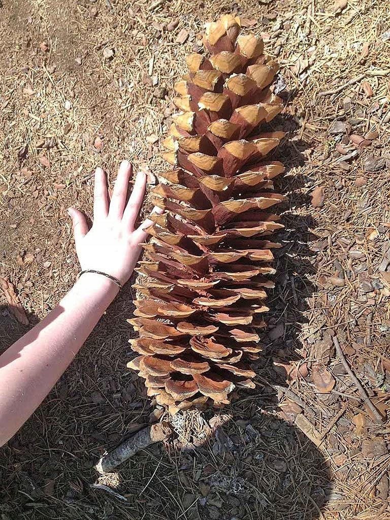 Sosna lamberta, cukrowa OGROMNY HIT szyszka 2 kg i 66 cm długości