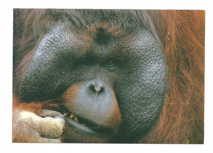 Poczt- Orangutan borneański / portret z wykałaczką