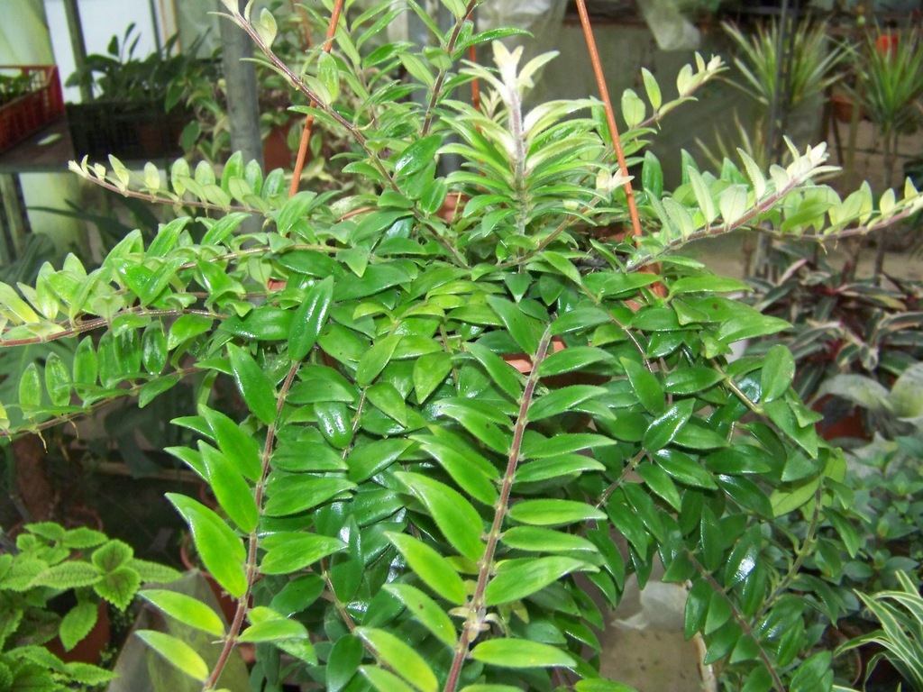 AESCHYNANTHUS "CAROLINE"