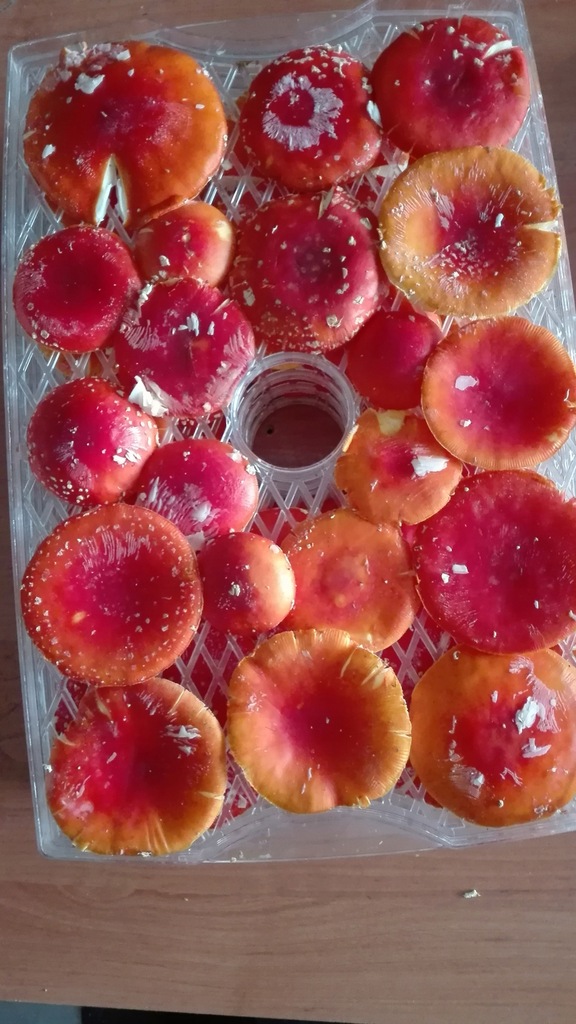Muchomor czerwony Amanita Muscaria suszony 2020r