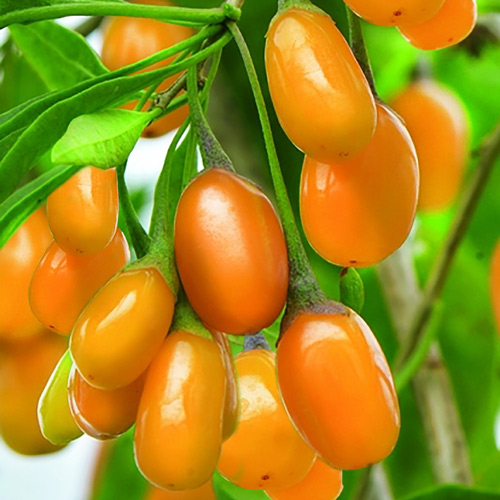 GOJI AMBER SWEET ŻÓŁTE JAGODY Lycium NAJZDROWSZE