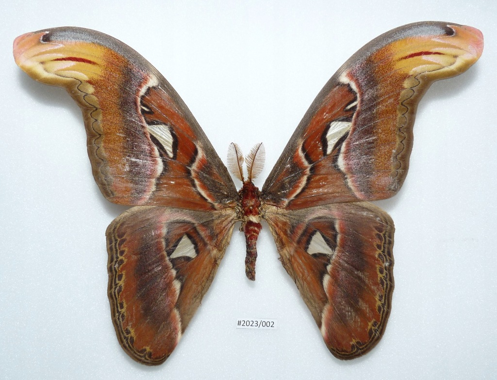 Motyl Attacus atlas 194mm samiec .