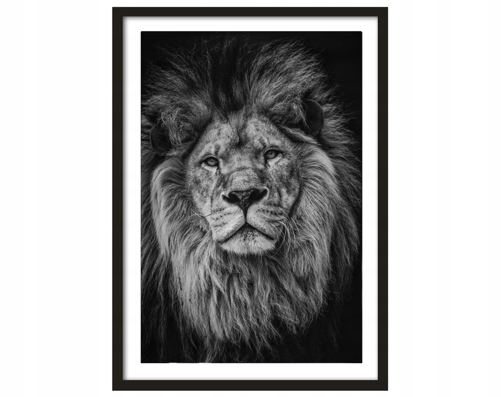 Plakat Obraz Zwierzęta Lew Czarny 30x40cm W RAMCE