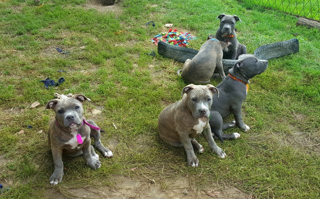 Terrier Welpen Amstaff Blueline Kaufen American Bully Nie Amstaff