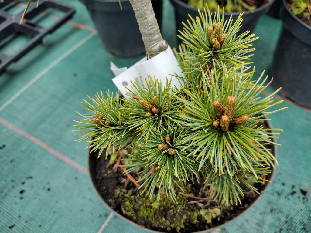 Sosna drobnokwiatowa - Pinus parviflora BUNTY