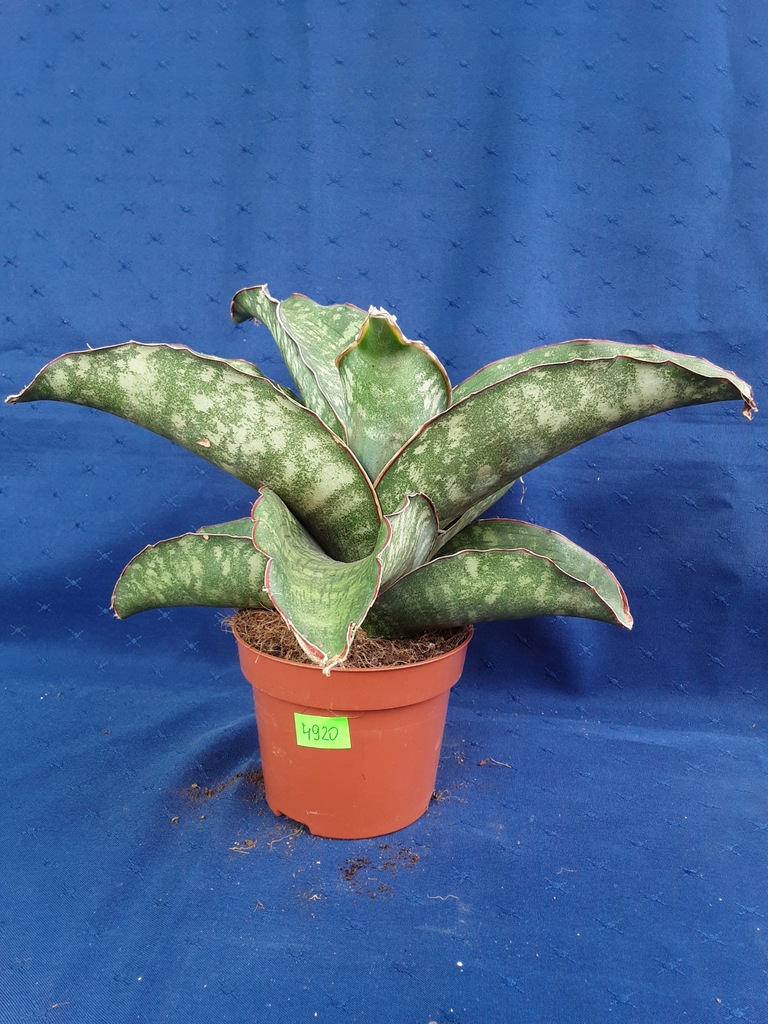 Sansevieria Dragon Wings 4920p - PB1019P
