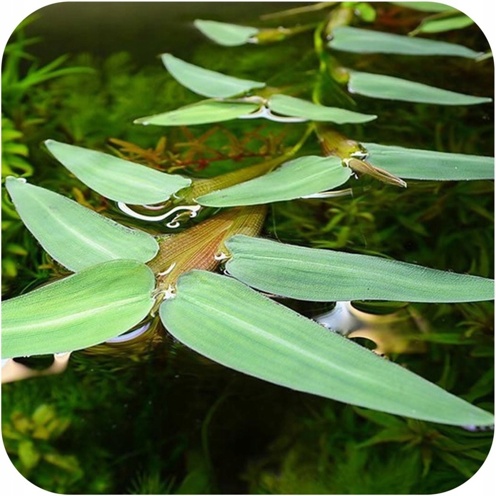 Eco Plant Hygroryza Aristata - roślina pływająca