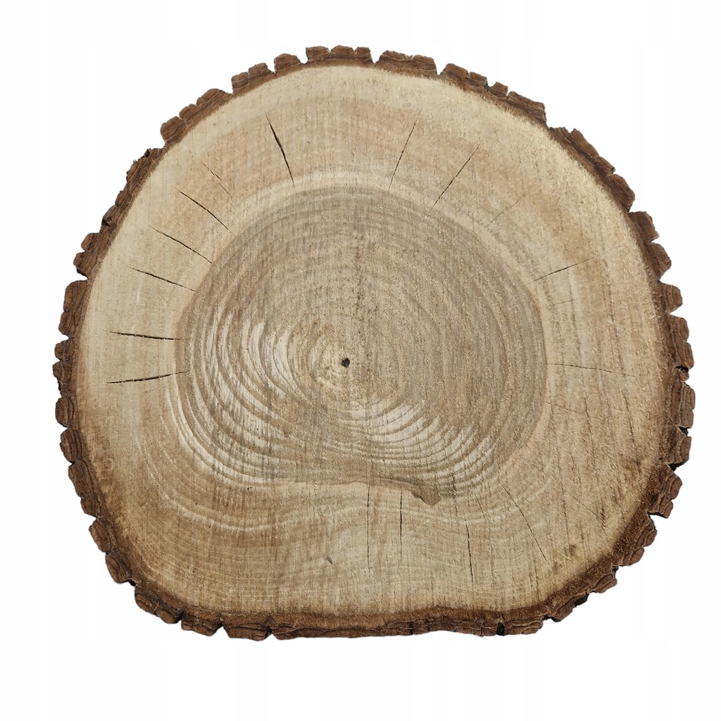 Unikatowy plaster drewna orzech włoski 33-34/5,3 cm