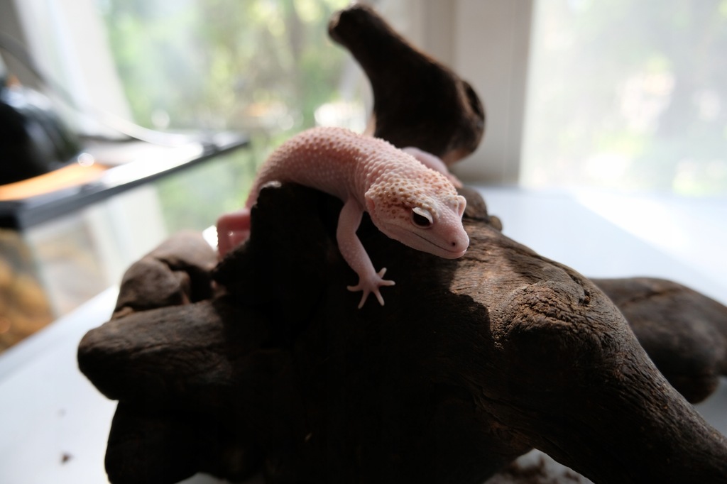 Купить Leopard Gecko — Ящерица для начинающих: отзывы, фото, характеристики в интерне-магазине Aredi.ru