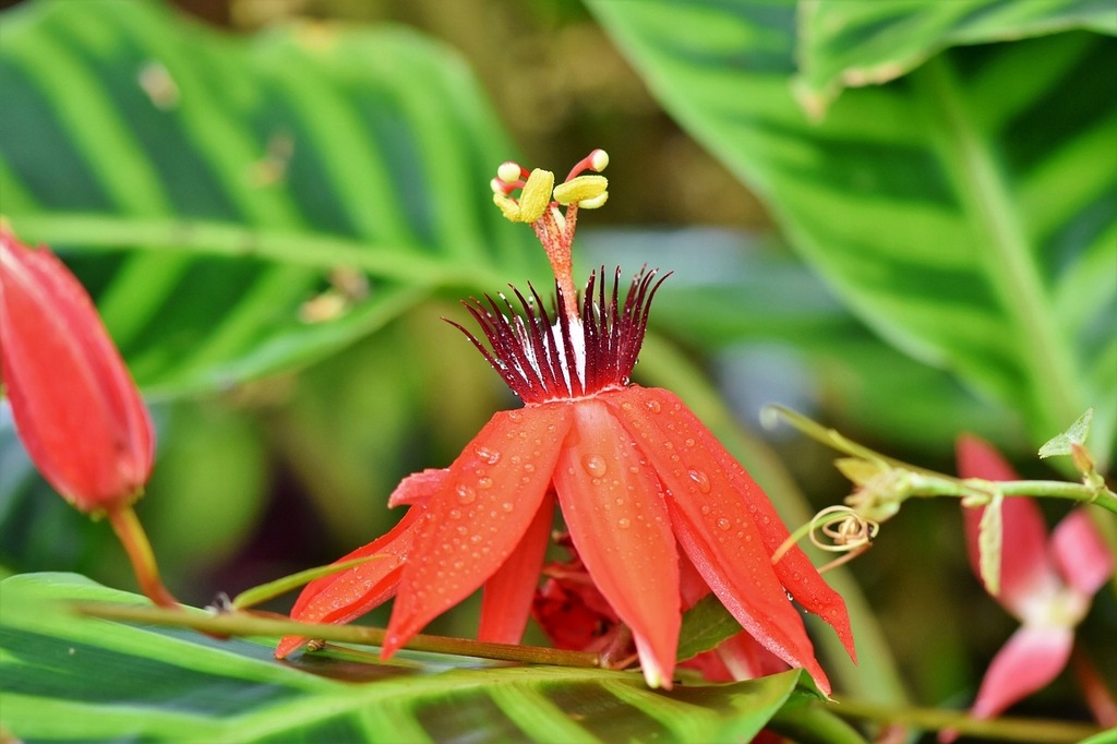 Купить Passiflora coccinea - СЕМЕНА пассифлоры красной.: отзывы, фото и ...