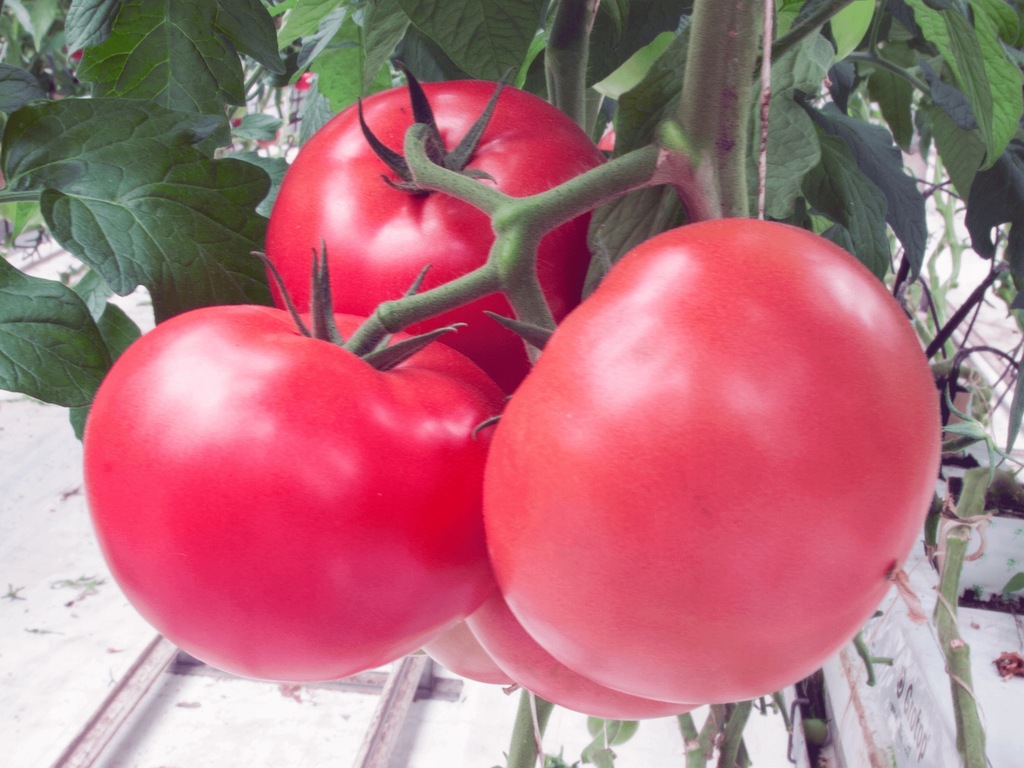 Pomidor szczepiony Katy Rose F1 P9 sadzonka MALINOWY