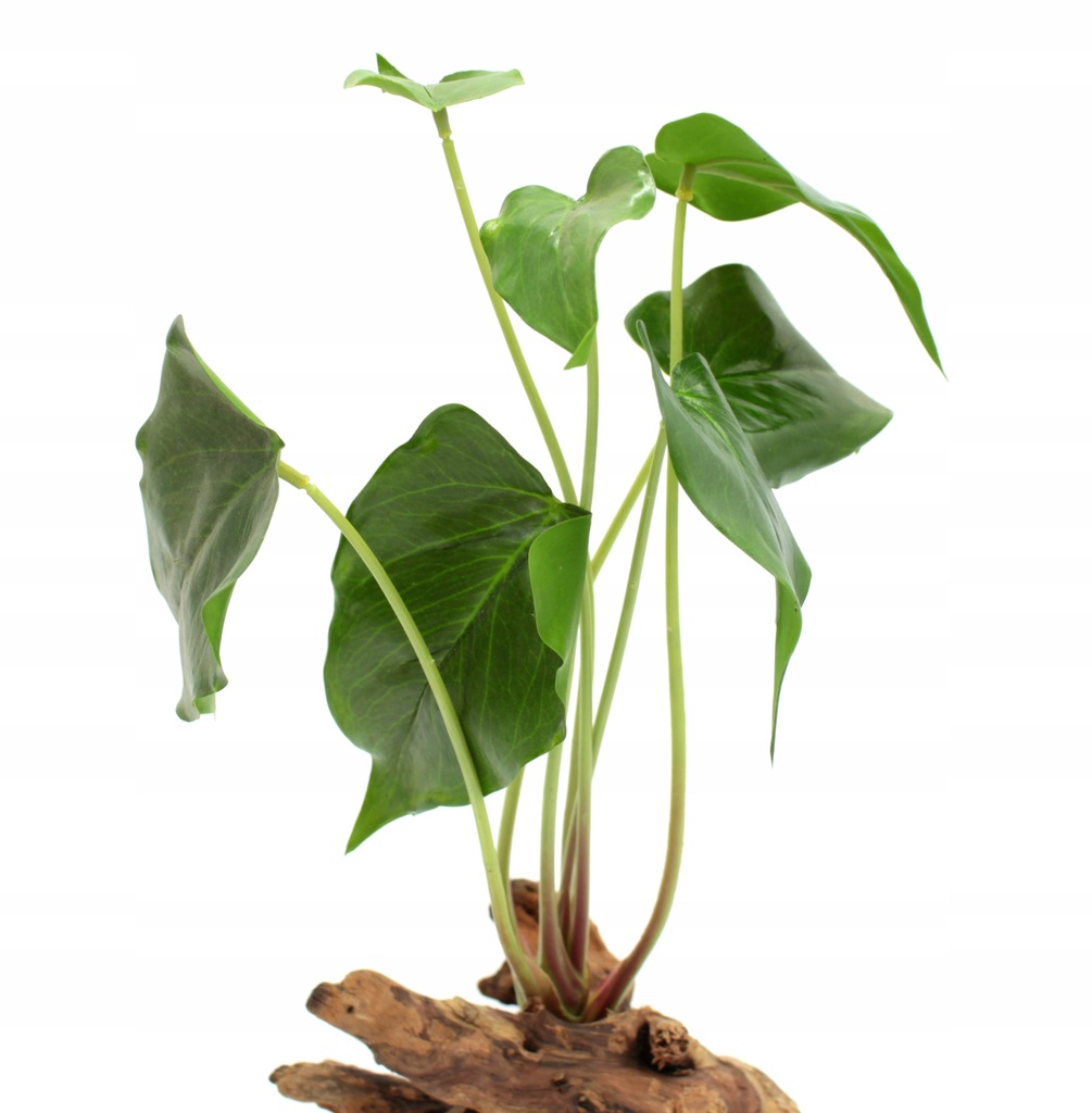 Roślina R015 do terrarium 35cm Alokazja