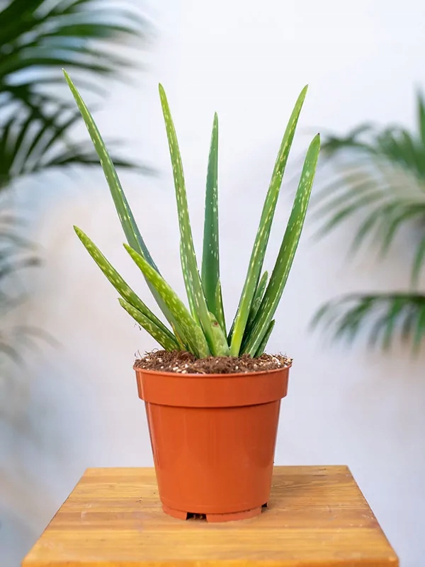 Aloes leczniczy WYSOKOŚĆ 45cm