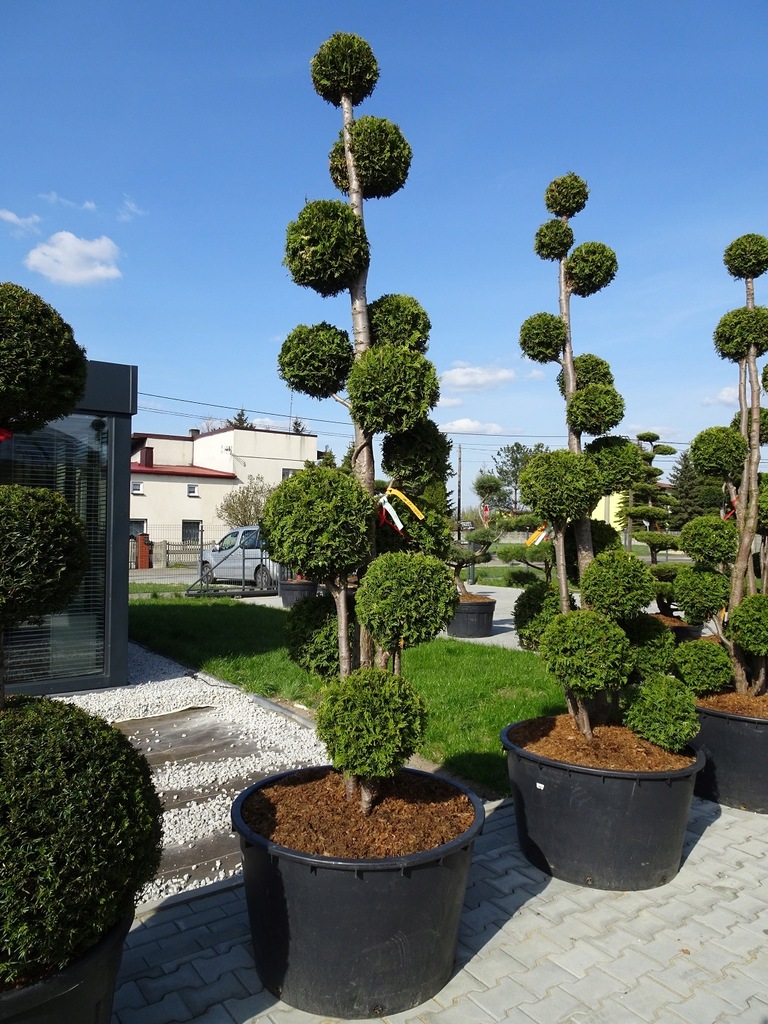 BONSAI OGRODOWY NIWAKI THUJA OCC. BRABANT TUJA