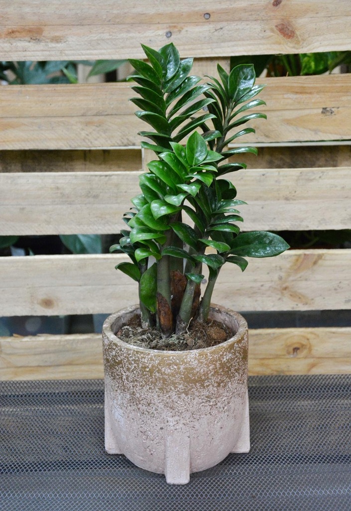 Zamioculcas Zenzi zamiokulkas karłowaty 40 cm