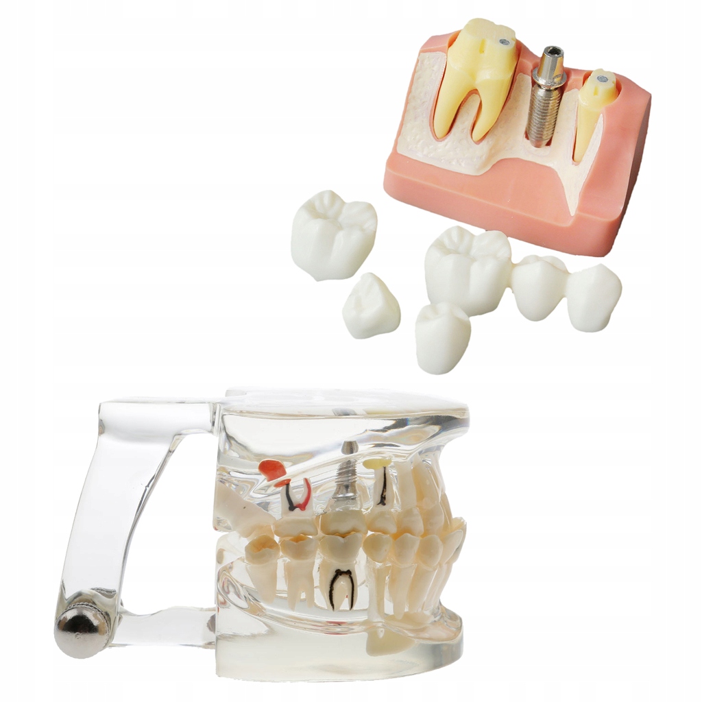 Model zębów demonstracyjnych dentystycznych