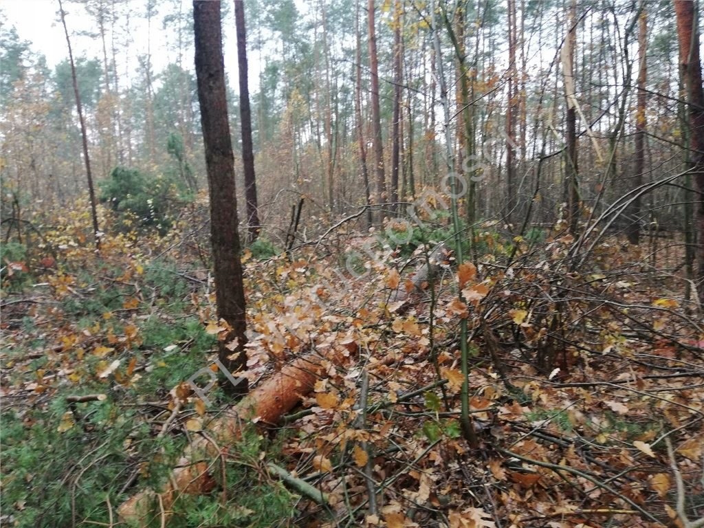 Działka Żabia Wola, grodziski, 10000,00 m²