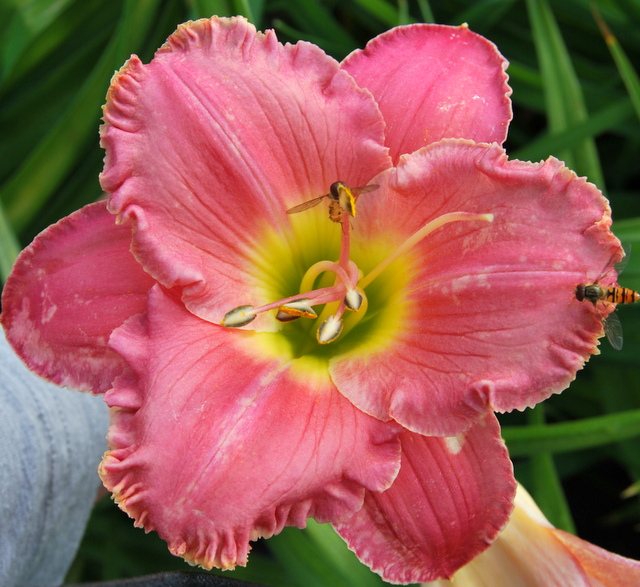 Liliowiec Ride The Wind 1pędowy 9210119980 oficjalne archiwum Allegro