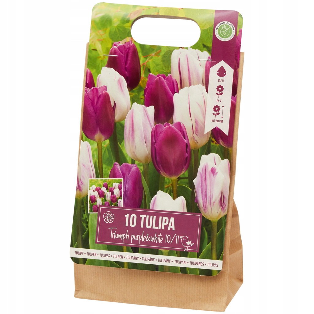 Tulipany Triumph fioletowo-białe 10szt cebulek 122