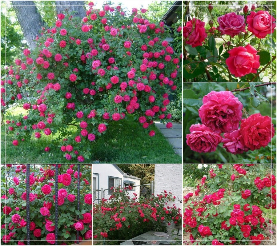 Róża Parkowa ALEXANDER MacKENZI róża Kanadyjska z 1970 roku