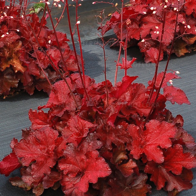 Żurawka Heuchera Forever Red lubi słońce