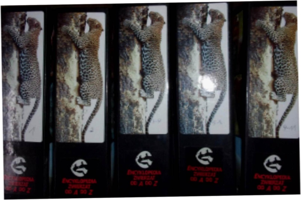 Encyklopedia zwierząt od A do Z w 5 segregatorach