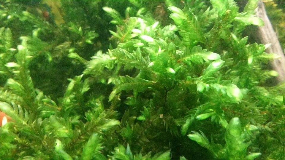 mchy giant willow moss, creeaping moss