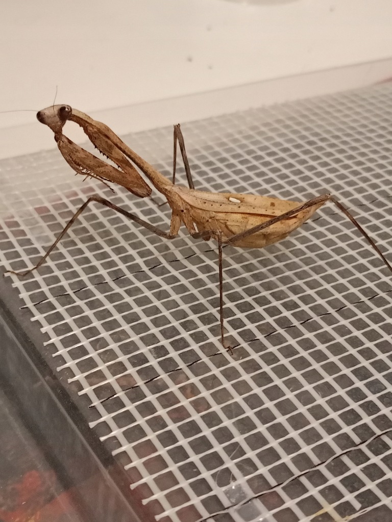 Modliszka pawia Pseudempusa pinnapavonis L1/L2