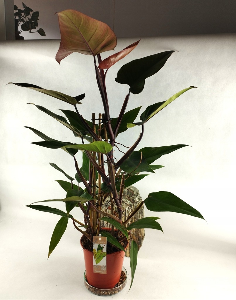 Duży Philodendron Ruby Pyramide