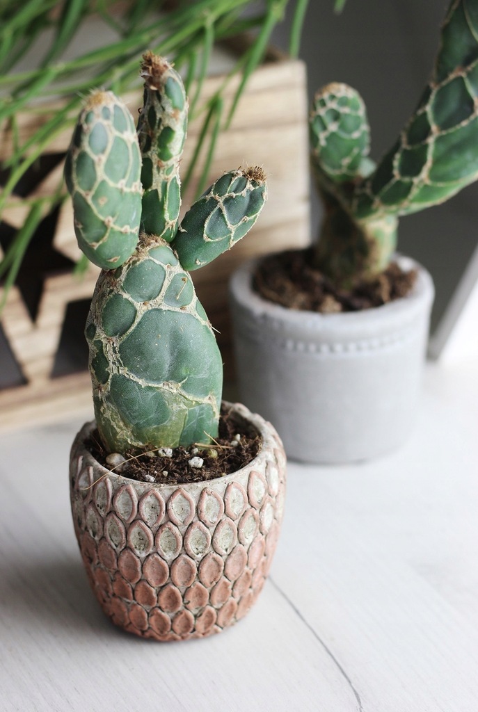 опунция зебрина. опунция зебрина. опунция кобра. опунция reticulata cobra. Opuntia cochenillifera.