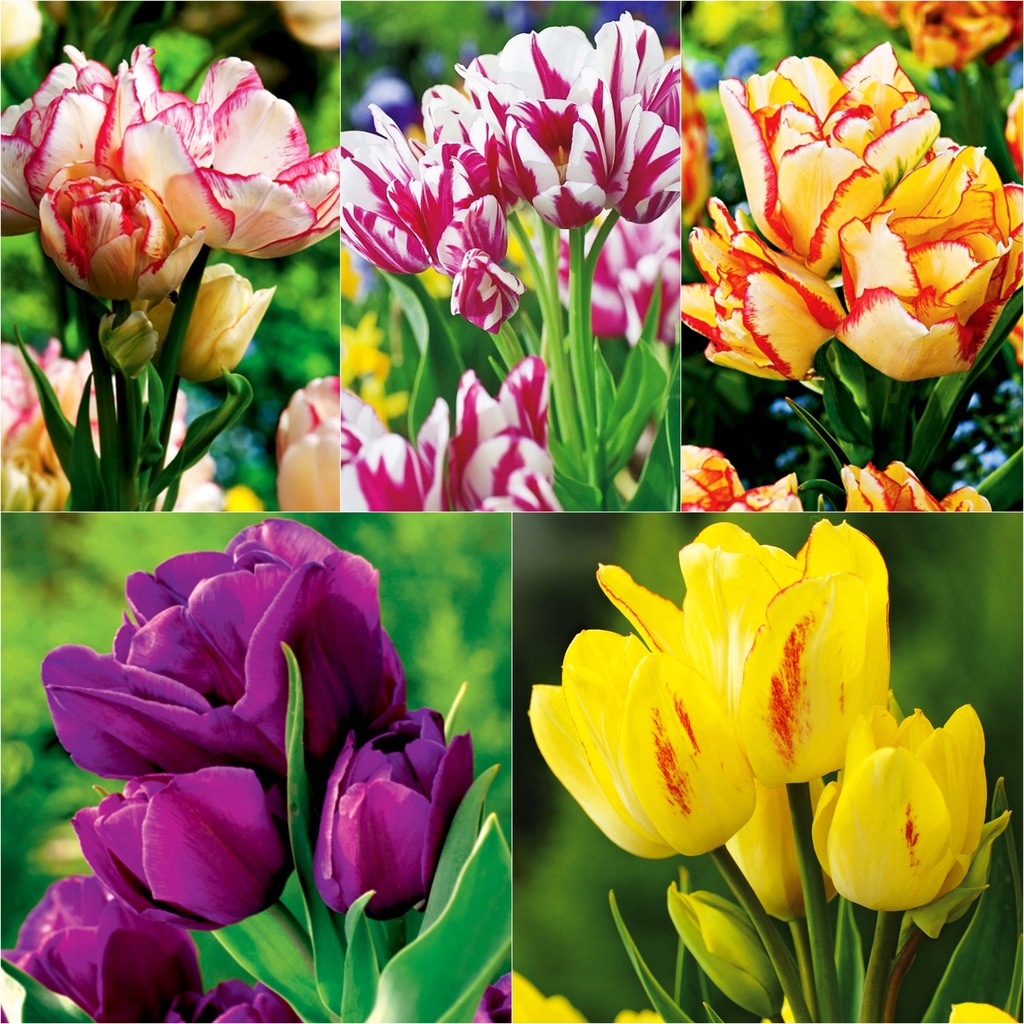 Zestaw Tulipany Tulipan Wielokwiatowy Cebulki