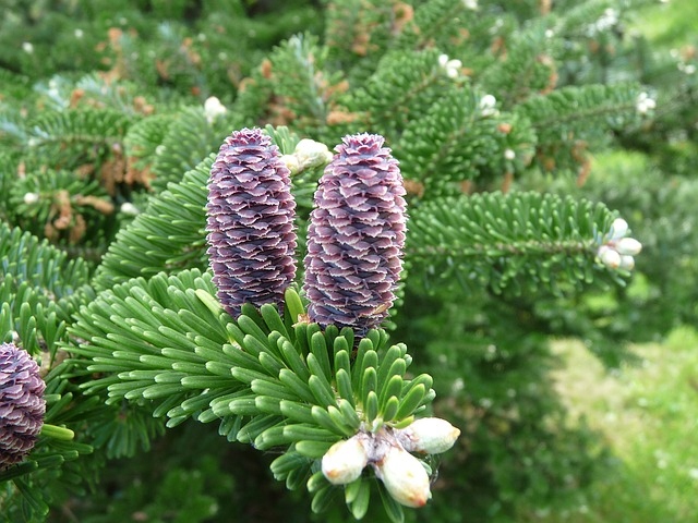 Abies pindrow - JODŁA HIMALAJSKA NASIONA