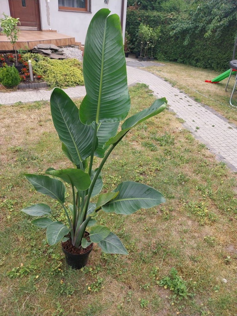 Strelitzia Augusta Nicolai Rajski Ptak140-180 cm