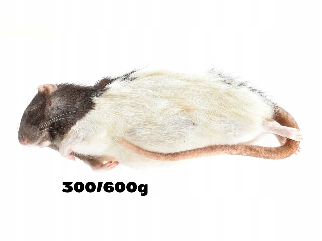 Szczury mrożone 300/600g 5 szt NAJWIĘKSZE XXL