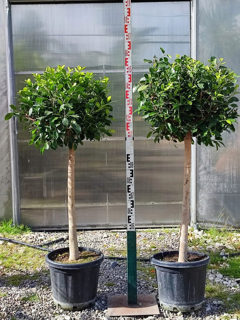 FIKUS NITIDA FICUS FIGOWIEC DRZEWKO DUŻE DOM