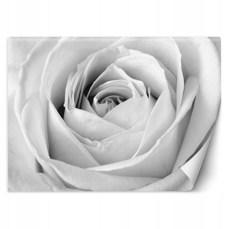 Fototapeta, Biała róża kwiaty natura 400x280