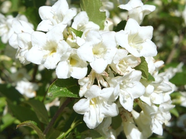 Krzewuszka Weigela CANDIDA Biała Na pniu 110cm
