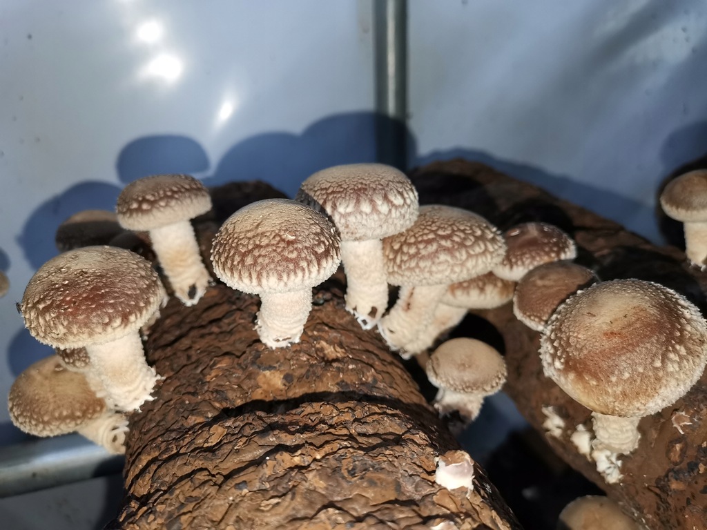 FRESH SHIITAKE MUSHROOMS 2 KG