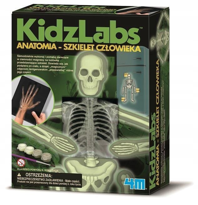 ANATOMIA - SZKIELET CZŁOWIEKA 4M