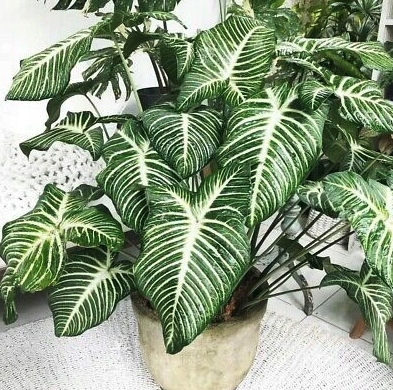 Phyllotaenium (Xanthosoma) Lindenii S