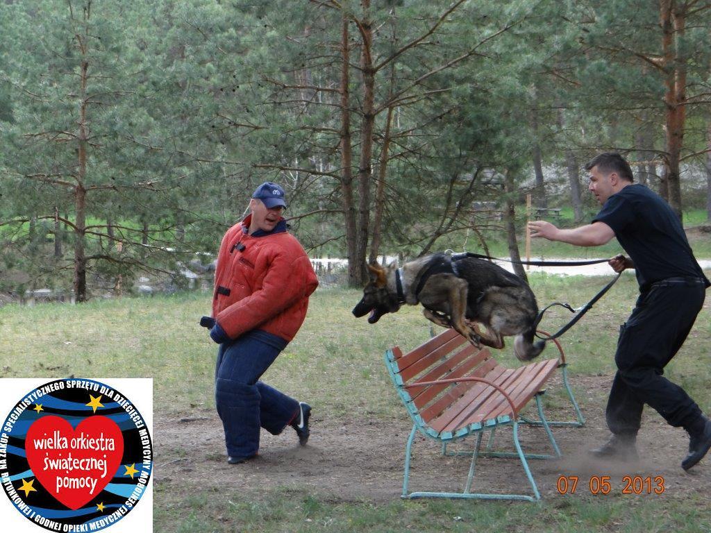 Uczestnictwo w treningu psów  Straży Miejskiej.