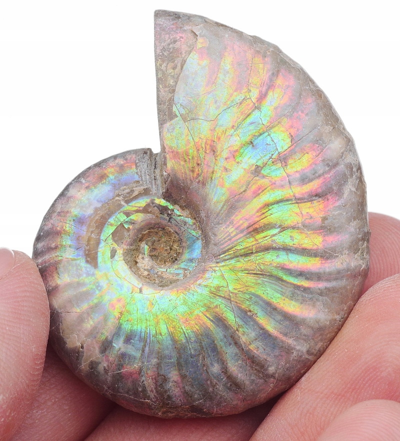 AMONIT kolorowa opalescencja - MADAGASKAR /bt576