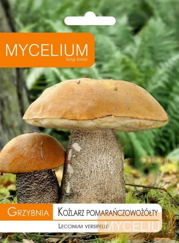 Grzybnia koźlarz pomarańczowożółty 10g MYCELIUM