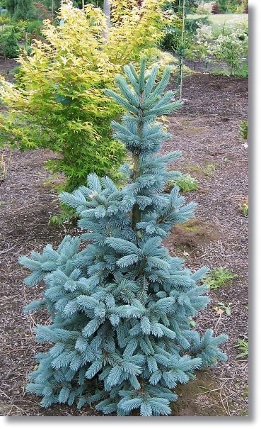 Picea engelmannii Glauca Hesse - Promocja !!!!!!!!