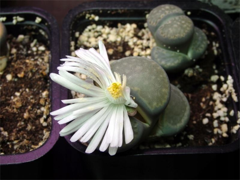 Купить ЛИТОПСЫ ЖИВЫЕ КАМНИ - НАБОР ДЛЯ ВЫРАЩИВАНИЯ: отзывы, фото и ...