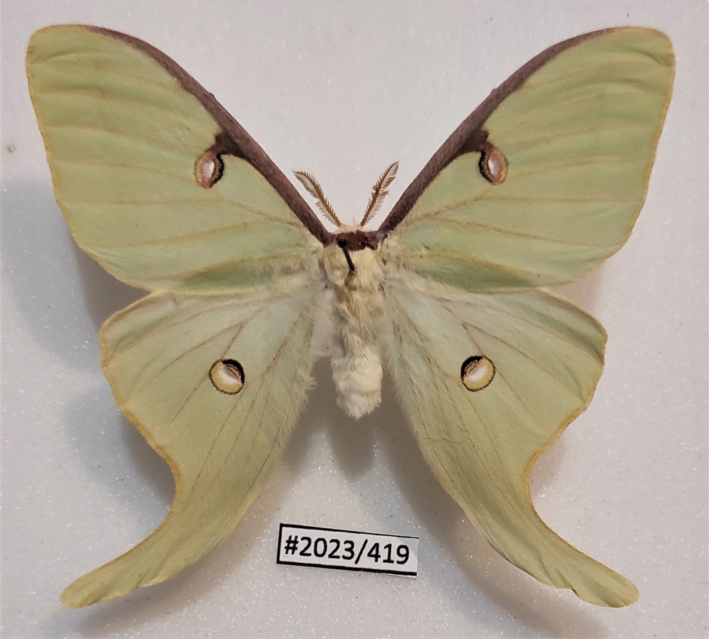 Actias luna samiec 75mm.