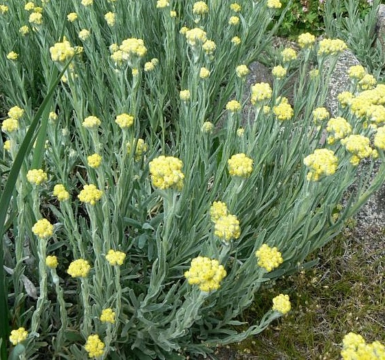 Kocanka piaskowa (Helichrysum arenarium)