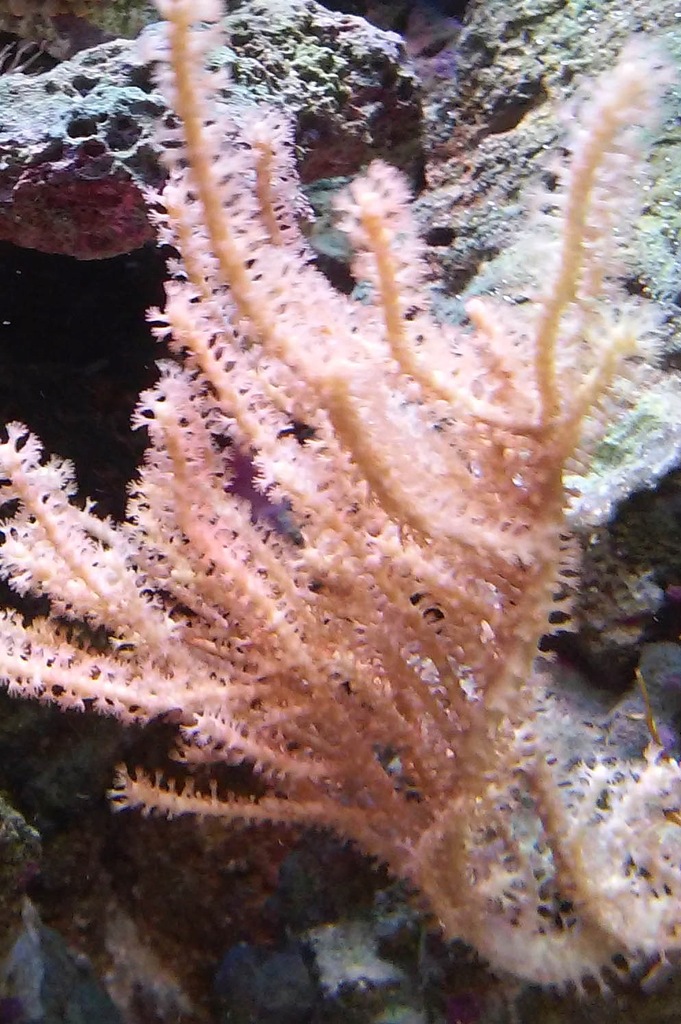 Pseudogorgonia 4cm szczepka KORALOWIEC
