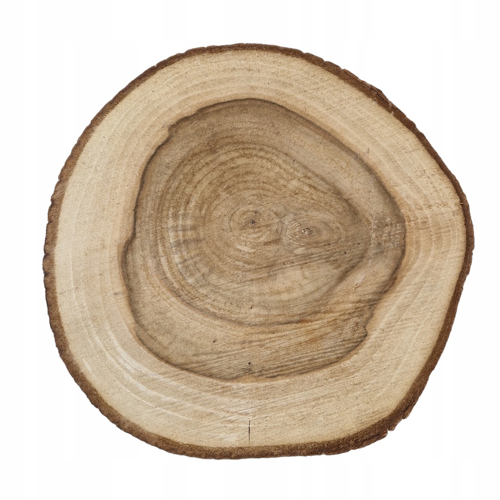 Unikatowy plaster drewna orzech włoski 30-31/3,8 cm