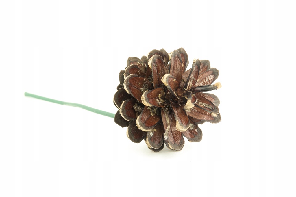 Купить Шишки елочные 1 шт 3-6 см разных цветов: отзывы, фото и ...